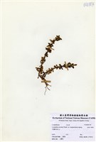 藏品(長柄千層塔)的圖片